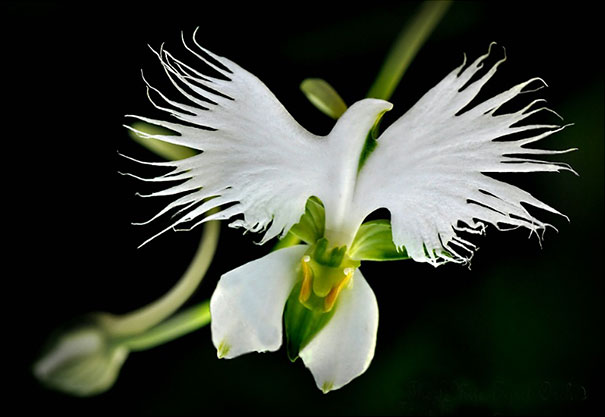 White Egret Orchid (Habenaria Radiata)