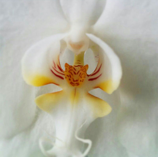 Orchid That Looks Like A Tiger