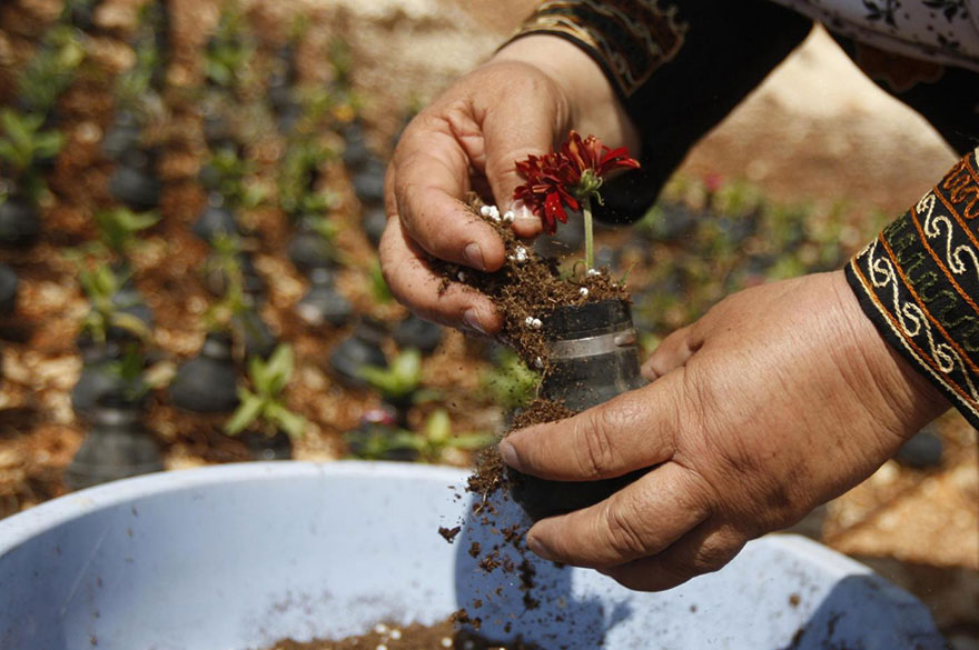 فلسطينية تزرع الورود في قنابل الغاز المسيلة للدموع