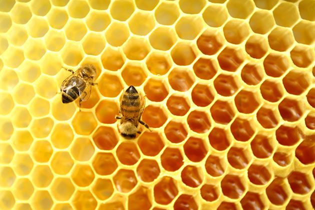 بعض من الفوائد التي يحتوي عليها العسل
