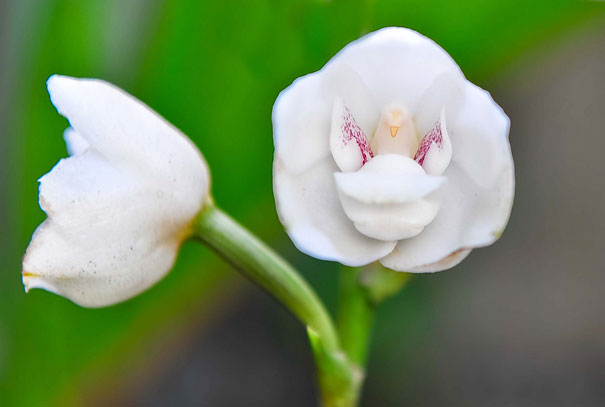 Dove Orchid Or Holy Ghost Orchid (Peristeria Elata)