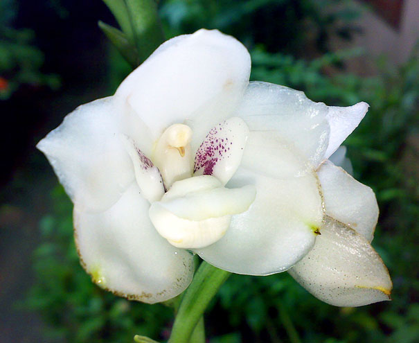 Dove Orchid Or Holy Ghost Orchid (Peristeria Elata)