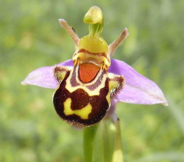 Laughing Bumble Bee Orchid (Ophrys bomybliflora)