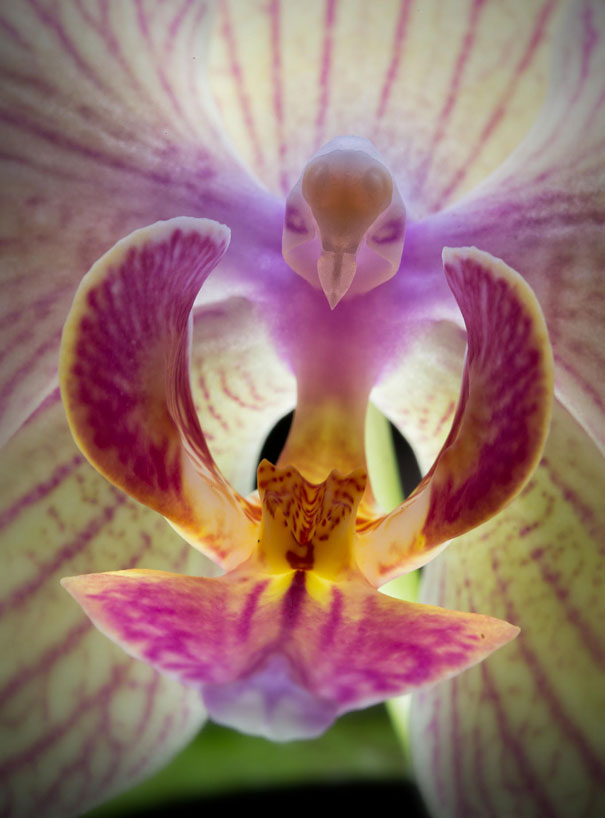 Moth Orchid (Phalaenopsis)
