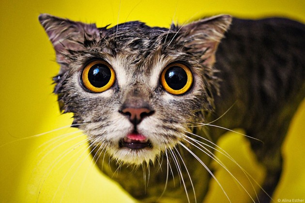 مجموعة مضحكة من 22 صوره لقطط مبللة