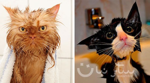 مجموعة مضحكة من 22 صوره لقطط مبللة